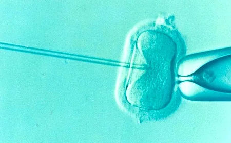 IVF-fertilisation